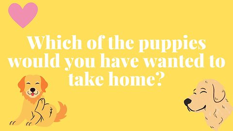Which of the puppies would you have wanted to take home? PART 7