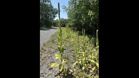 The Miracle of Mullein Plants