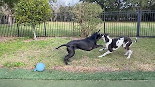 Great Danes hilariously go right from naptime to playtime
