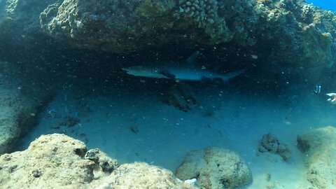 Snorkeling with Reef Sharks, Eagle Ray, and Green Sea Turtles in Oahu!