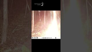 Is This a Trail Cam Ghost? #ghosts #haunted #trailcam