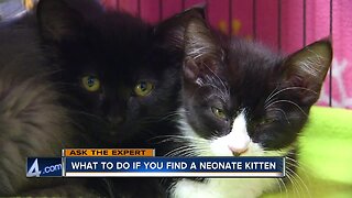 Ask the Expert: What to do if you find a neonate kitten