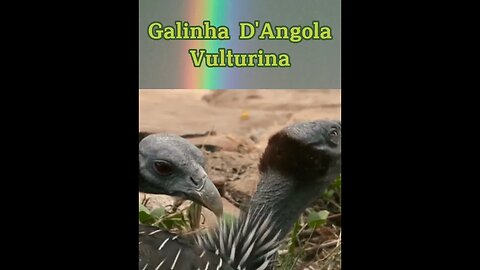 Galinha d' Angola Vulturina #shorts