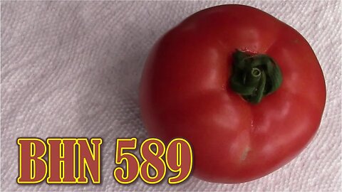 Tomato Review: BHN 589 (Hybrid)