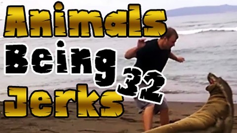 Animals Being Jerks #32