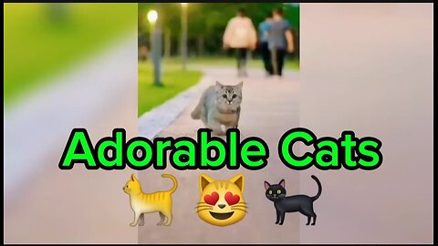 Adorable Cats 🐈 😻 🐈‍⬛️