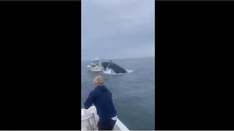 WHOA! 😳 WHALE Crash's Boat off New Hampshire Coast; No Injuries!