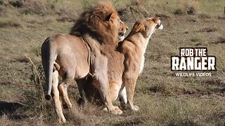 Making Lion Cubs | Maasai Mara Safari | Zebra Plains