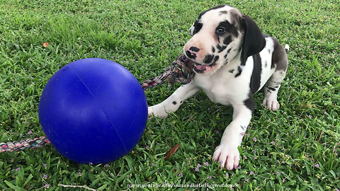 Great Dane Puppy Plays With Jolly Ball Rope Toy