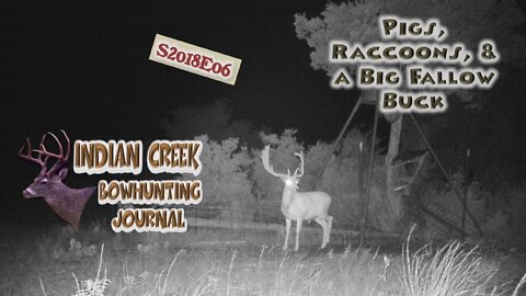Pigs, Raccoons, and a big Fallow Buck: Indian Creek Bowhunting Journal 2018E06