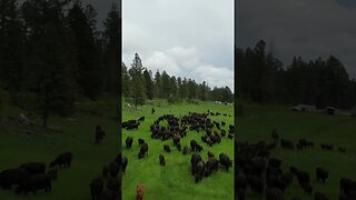 Turning The Last Group of Cows Out To Summer Pasture! #ranching #happyanimals #cattleranch