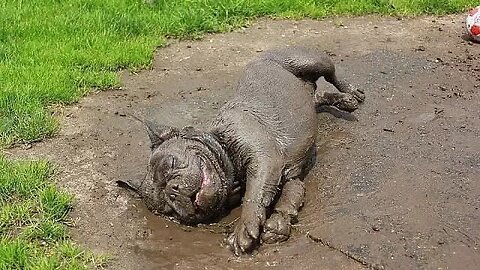 Funniest Dogs Playing in Mud - FUNNY DOG VIDEOS