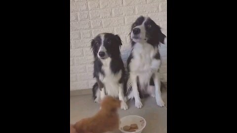 prank video dog afraid eat food