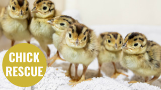 Pheasant chicks whose eggs were rescued from a grass fire