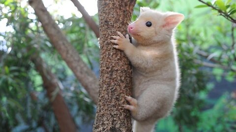 Baby Possum Climbing & Feeding - Sweet Cute Video Compilation.