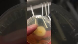 Reviving 1 year old agar slants