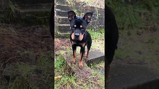 Cute puppy goes for a walk #shorts #short #viral #trending #subscribe