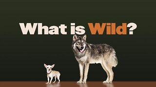 What is Wild?