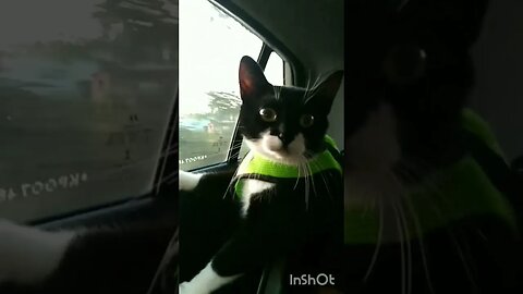 Gato Bartolomeu Tunico passeando de carro 😸