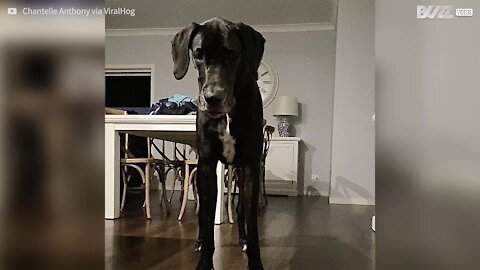 Ce chien se méfie des bouteilles de Corona !