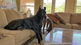 Great Dane is literally too big to sit on the sofa