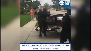 Feisty Florida alligator head-butts trapper in escape attempt