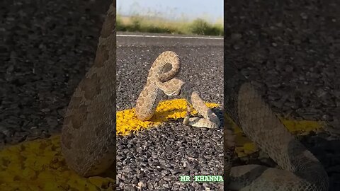 A Rattlesnake On The Road