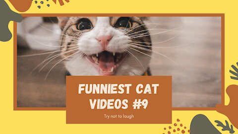 Funniest Cat Video Compilation: Try Not To Laugh Part #9 2021 😺👯