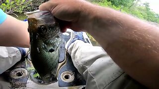 Spawning crappie, crappie fishing on slip float and jig, crappie fishing no electronics. crappie