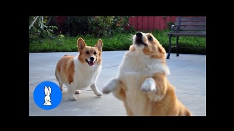 Cutest Corgi Compilation