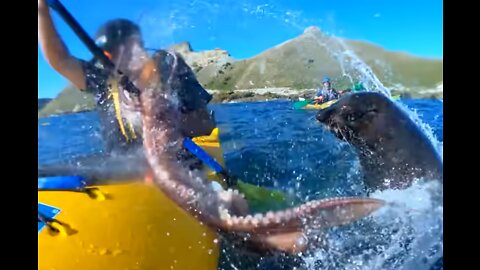 Seal Slaps Man With An Octopus