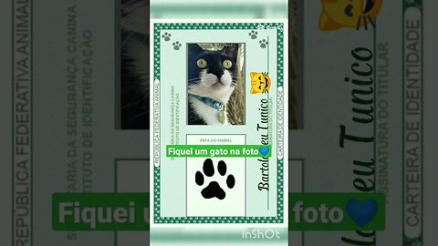 Gato faz carteira de identidade. Gato Bartolomeu Tunico tira carteira de registro. Gato engraçado 😸