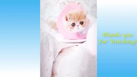 Funny And Cute Cat's Life (Part 11) Cats And Owners Are The Best Friends Videos