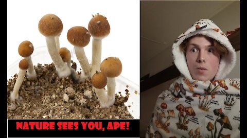 My In-Depth Mushroom Trip Report (6-7g)