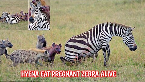 Hyena Eats Zebra Alive Brutal Kill | Brutal Hyena Attack - live video