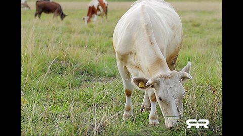 FARMERS TO GIVE LIVESTOCK mRNA SHOTS