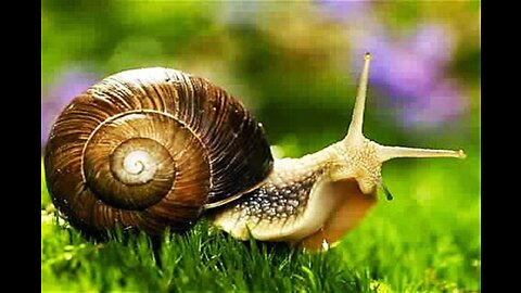Largest Snail in the world Lifecycle very biggest
