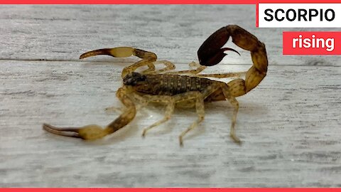 Family find scorpion they took back from Bali