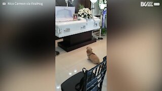 Heartbreaking moment dog mourns owner's death