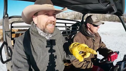 First Baby Calves - A Day in the Life of a Rancher Part 2