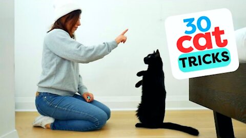 30 Tricks to Teach your cat fast | Traning cat at Home