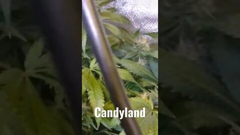 Candyland looking 🔥🔥🔥