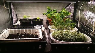 Wild Urban Gardens 2024 - Growing Microgreens in a Tiny Space