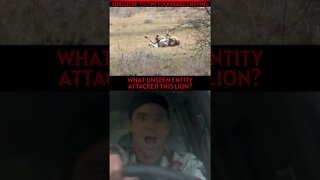 LION ATTACKED BY AN ENTITY