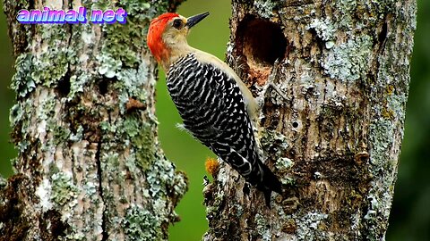 Beutiful bird bird in forest cute little cute bird cute bird