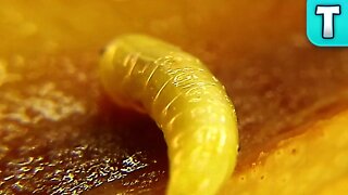 Maggot Mango | A Closer Look