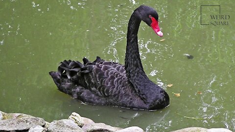 Explore Interesting Facts About Black Swan
