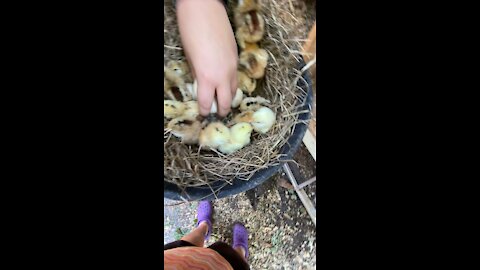 Basket full of Babies