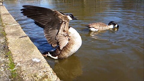 Slow Motion 240 FPS || Goose Flapping Wings