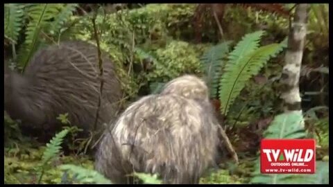 How to photograph wild kiwi in 4 easy steps